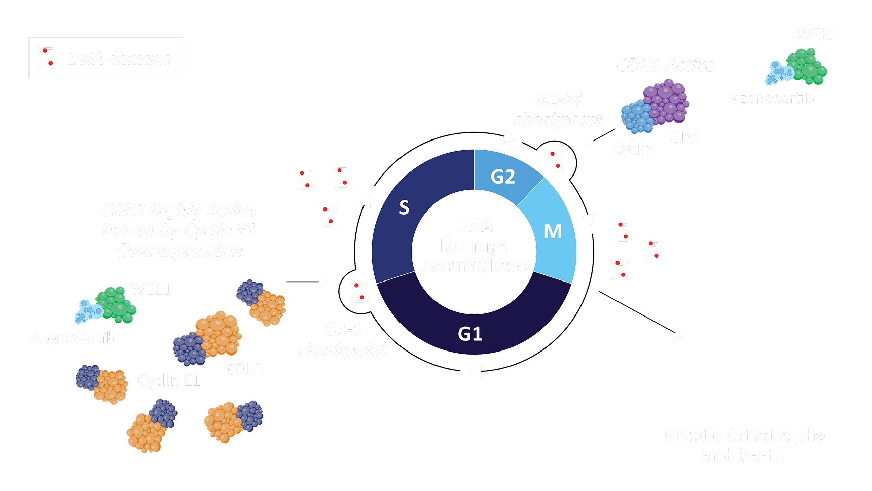 Mechanism of Action Diagram